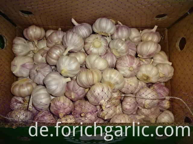 Normal White Garlic